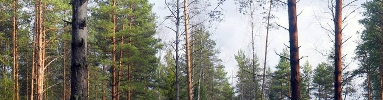 trees in a forest